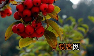 果实累累是什么季节的 果实累累的季节是什么时候