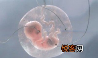 人类可以单性繁殖 人类能单性繁殖吗