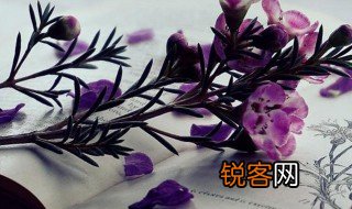 春城无处不飞花的飞什么意思 春城无处不飞花的飞解释