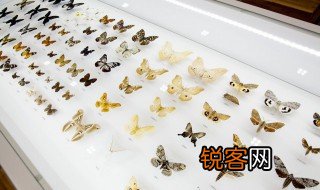 花自盛开蝴蝶自来下一句是什么 花自盛开蝴蝶自来下面一句是啥