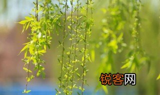 春代表的寓意是什么 春代表是什么寓意