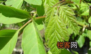 什么是单叶和复叶 何谓单叶和复叶