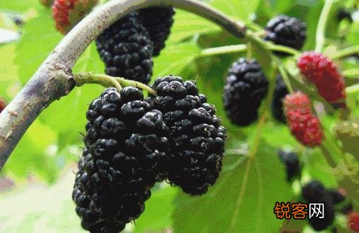 女人脸色发白不可小视 女性补血食疗方推荐
