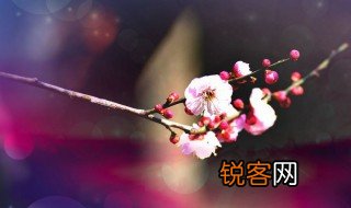 来日绮窗前寒梅著花未的意思 来日绮窗前寒梅著花未意思介绍