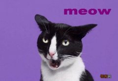 cluck是什么意思 meow是什么意思