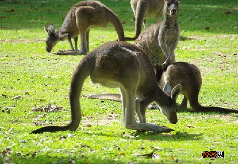 kangaroo是什么意思英语 kangaroo是什么意思