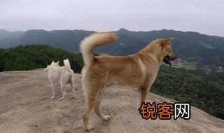 狗肉滚三滚神仙站不稳下一句是什么 狗肉滚三滚神仙站不稳介绍