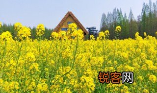 油菜花开了改为比喻句 关于油菜花开的比喻句