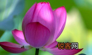 荷叶是什么的什么一年级 荷叶是什么是一年级的什么