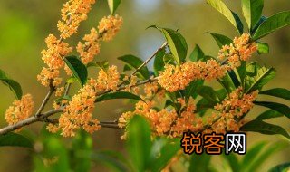 桂花开了远远就闻到香味改为夸张句 桂花开了远远就闻到香味怎样改为夸张句