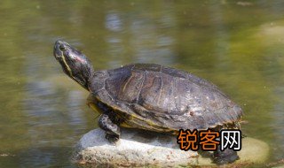 乌龟的英语怎么读 乌龟的英语如何读