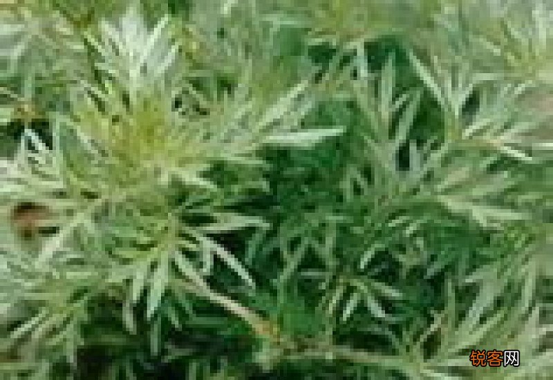 茵陈放的时间越久越好吗 茵陈放久了还能用吗