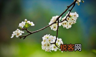 阳和启蛰品物皆春的意思是什么 春季节气有哪些
