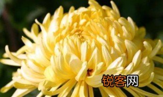 我花开后百花杀的寓意 我花开后百花杀的寓意解析