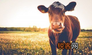 一落千丈代表什么生肖 一落千丈是哪个生肖