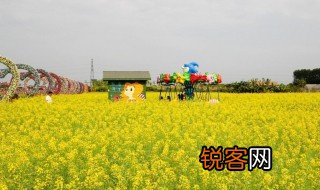 油菜花能用五彩缤纷形容吗 油菜花能不能用五彩缤纷形容