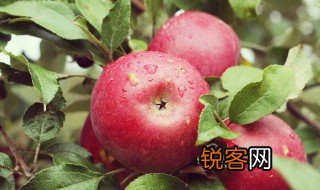 苹果英文怎么读 苹果的英文单词是什么