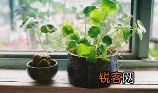 植物雌性激素哪些 有哪些雌性激素植物