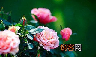 花的特点有哪些 常见花卉都有哪些特点