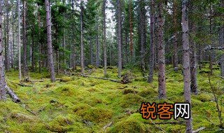 针叶林在我国哪些地区比较常见 针叶林哪个地区有呢