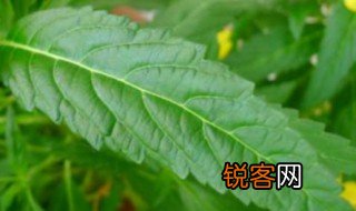 植物的叶子有哪些形状 植物的叶子都有哪些形状