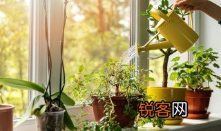 木本植物的生命周期分为哪几个时期 木本植物的生命周期介绍