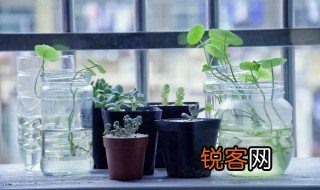 水中植物有哪些 水中植物有什么