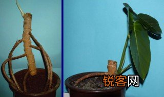 植物繁殖方式有哪些 植物有哪些繁殖方式