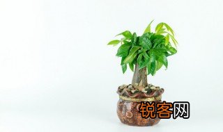 高等植物与低等植物的主要区别有哪些? 高等植物与低等植物有什么区别