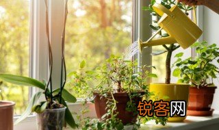 蕨类植物和裸子植物的区别 蕨类植物和裸子植物的区别有哪些