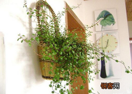吊兰的花语-吊兰摆放的风水讲究