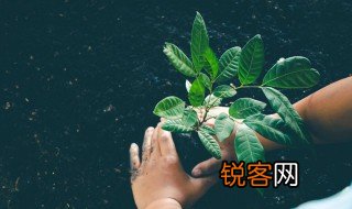 叶子种类 叶子种类有什么