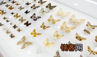 昆虫记语段摘抄 昆虫记语段摘抄精选