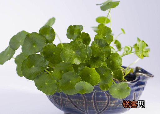 铜钱草对家居环境的影响-铜钱草与家居风格的搭配
