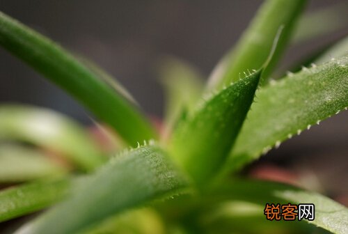 芦荟的花语-芦荟的药用价值 芦荟的花语及寓意