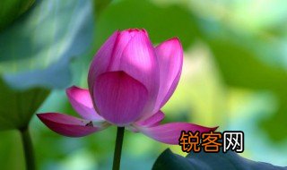 爱莲说题目的意思 爱莲说题目的解释