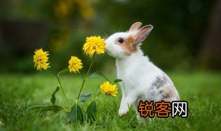 兔子在古代指的是什么 兔子在古代指的是什么意思