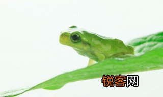 温水煮青蛙实验是谁做的 谁发明的温水煮青蛙