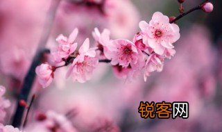 梅花的精神是什么这也是中华民族的精神 梅花的精神寓意介绍