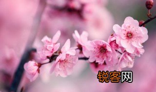 具有梅花品质的人有哪些? 关于具有梅花品质的人有哪些?