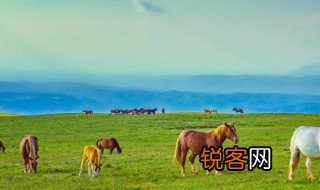 天苍苍野茫茫风吹草低见牛羊的诗意是什么意思 敕勒歌原文理解