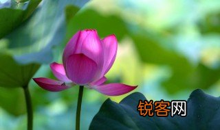 爱莲说中的香远益清的益什么意思 爱莲说中的香远益清的益的意思