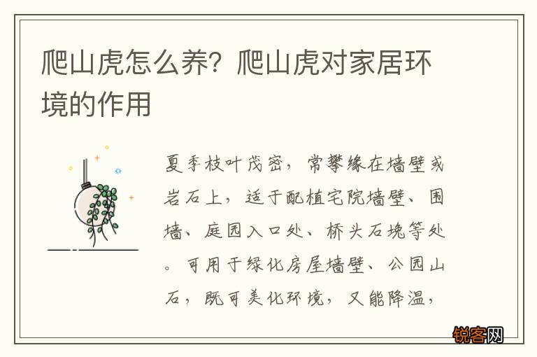 爬山虎怎么养？爬山虎对家居环境的作用
