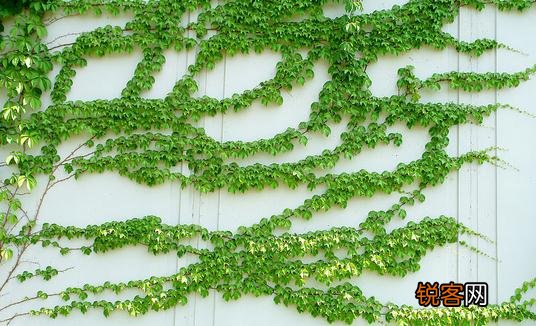 爬山虎怎么养？爬山虎对家居环境的作用
