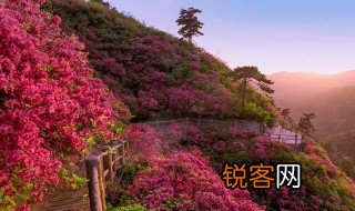 待到山花烂漫时下一句是什么 待到山花烂漫时原文介绍