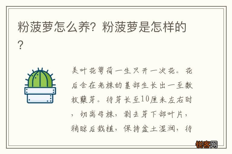 粉菠萝怎么养？粉菠萝是怎样的？