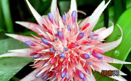 粉菠萝怎么养？粉菠萝是怎样的？