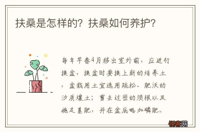 扶桑是怎样的？扶桑如何养护？