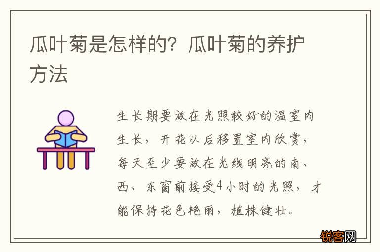 瓜叶菊是怎样的？瓜叶菊的养护方法