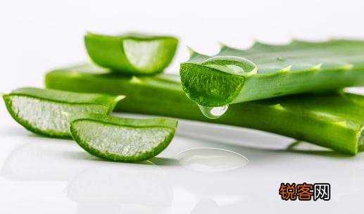 芦荟这种植物怎么养 芦荟的花语-芦荟的养殖方法